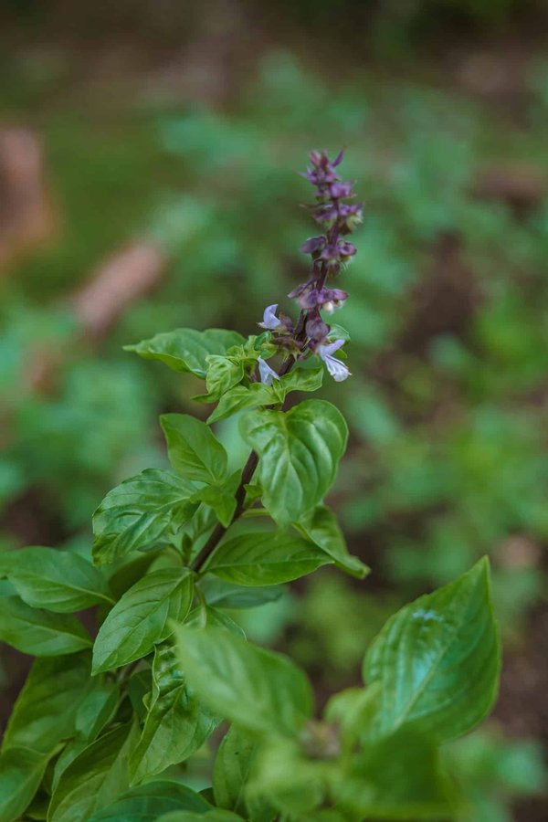 Quels matériaux choisir pour une cabane de jardin durable et respectueuse de l'environnement ?