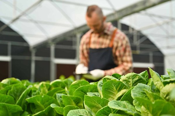 Quels fruits et légumes sont compatibles pour une co-cultivation dans un petit espace ?