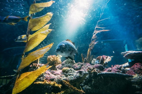 Comment installer et maintenir un aquarium visible depuis l'intérieur d'une piscine?